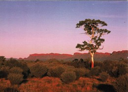 A Ghost Gum, MacDonnell Range, Northern Territory - With Message, 2011 - Sin Clasificación