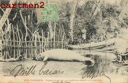 NOUVELLE-CALEDONIE DUGONG OR SEA-COW AMPHIBIOUS ANIMAL ELEPHANT DE MER NEW-CALEDONIA OCEANIE - Nueva Caledonia