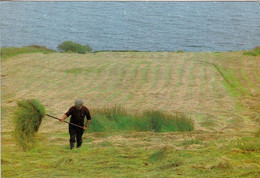1 AK Irland / Ireland * Shaking The Hay On The Coast Near Killybegs - County Donegal * - Donegal