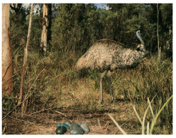 (P 3) Australia - Emu Bird & Eggs (315) - Outback