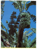 (R 5) Australia - Coffs Harbour Bananas Trees - Coffs Harbour