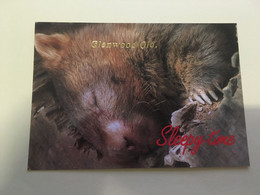 (R 11) Australia - Wombat Sleeping Time (Glenwood QLD) (W713B) - Great Barrier Reef