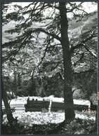 Chemin De Fer D'Yverdon à Ste-Croix - Train De Marchandises Dans Les Rapilles De Baulmes En 1943 - See 2 Scans - Baulmes