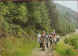 Liege Trois-Ponts Promenades A Dos D'ane Donkey Ezel - Trois-Ponts