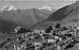 Riederalp Ob Mörel -  Kuh Herde - Riederalp