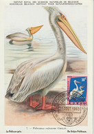 Carte Maximum 1963 Oiseaux Pélican 481 - Autres & Non Classés