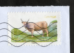 Vache Béarnaise,  Légende Effacée Et Cornes Raccourcies,  Sur Lettre - Covers & Documents