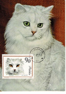 CARTE MAXIMUM  POLOGNE CHIENS ET CHATS CATS AND DOGS - Maximum Cards
