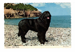 Newfoundland, Canada, Champion "Black Sambo", Famous Newfoundland Dog, Old4X6  Chrome Postcard - Autres & Non Classés