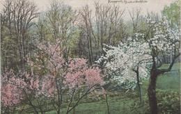 NOD Photochromie AK Keppgrund Frühling A Pillnitz Hosterwitz Rockau Malschendorf Eichbusch Nenke Ostermaier 1281 Dresden - Pillnitz