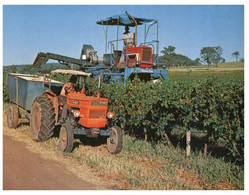 (W 2) Australia - NSW - Hunter Valley Muswellbrook Grape Harvesting - Newcastle