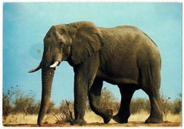 Motiv, Tiere, Elefant - Elephants