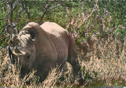 CPSM Rhinocéros  L86 - Neushoorn