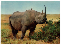 (Z 7) Black Rhinoceros - Neushoorn