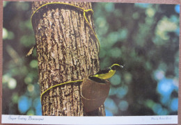 UNITED STATES USA VIRGIN ISLANDS ST JOHN NATIONAL PARK SUGAR BANANA PHOTO POSTCARD ANSICHTSKARTE PICTURE CARTOLINA CARD - Lake Powell