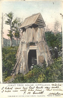 1905- Post Card " Giant Tree House, GIPPSLAND  Fr. Queensland Stamps + French Mar. Octog. Postmark - Storia Postale