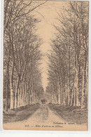 DEPT 79 : édit. M Aubert Niort : Allée D'arbres En Gatine :  Photo Impr. C Jeangette - Mazieres En Gatine