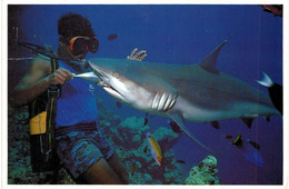 Asie - Maldives -  A Gray Reef Shark Accepting A Free Meal From A Local Driver -  Requin - Maldive