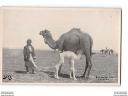 Dromedary - Eldorado Photo Bagdad - Irak