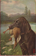 August Muller Illustrator Illustrateur Chien De Chasse Hunting Dog Hond Hund CPA Old Postcard Canard Duck Eend - Mueller, August - Munich