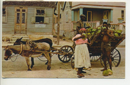 Old Post Card - BARBADOS - West Indies  - Native Coconut Vendor - Donkeys - Barbados (Barbuda)