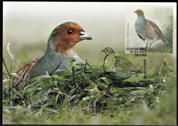 2013 Estonia Bird Of The Year: Partridge Maximum Card - Rebhühner & Wachteln