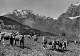 MOLLIS Mullern Kühe Glärnisch Wiggis - Mollis