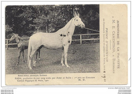 CPA 33 Jumenterie De La Fauvette M.E. Camentron Bordeaux Merignac Saba Pouliniere De Pur Sang Arabe Par Antar Et Saida - Merignac