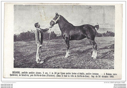 Photo Format Cpa Héloise Pouliche Postère Alezane Madame Quillévéré De Keralivin - Supplément à La Bretagne Hippique - Paardensport