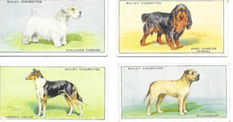 Chromo Cigarettes Wills's - Serie Chiens (Dogs) Lot De 13 Chromos (King Charles, Bullbog, Scottish And White Terrier...) - Wills