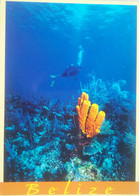 Belize Underwater - Belize