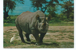 Postcard Rp Rhinoceros With Egret Birds Posted Kenya 1977 - Neushoorn