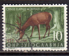 TRIESTE B 1954 FAUNA ANIMALS ANIMALI ANIMAUX CERVUS ELAPHUS MONTANUS CERVO 10d USATO USED OBLITERE' - Oblitérés