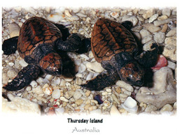 (HH 26) Australia - QLD - Thursday Island Baby Turtle - Far North Queensland