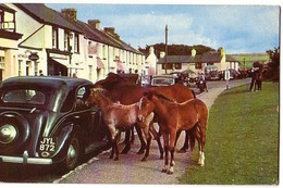 Dartmoor Ponies In Princetown - Circulé 1968 - Cheval Poney - Dartmoor