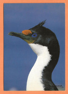 CARTE POSTALE TAAF - CORMORAN De KERGUELEN - PHOTO FATRAS - TAAF : French Southern And Antarctic Lands