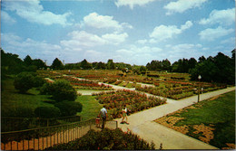 Texas Tyler Beautiful Rose Garden - Tyler