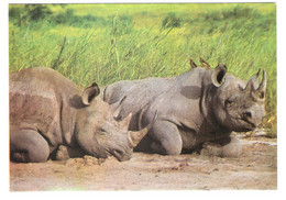 Africa - Nashorn - Rhinoceros - Neushoorn