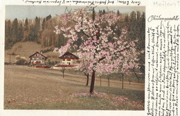 MEILEN → Blütenpracht Im Frühling Anno 1935 - Meilen
