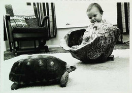 ►  Tortues  Turtle   Bébé Baby - Schildpadden