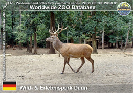 00901 Wild- & Erlebnispark Daun, DE - Central European Red Deer (Cervus Elaphus Hippelaphus) - Daun