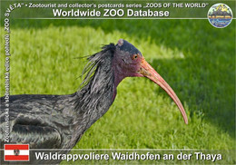 00914 Waldrappvoliere Waidhofen An Der Thaya, AT - Waldrapp (Geronticus Eremita) - Waidhofen An Der Thaya