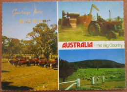 AUSTRALIA WALWA AGRICULTURE CPA CPM CARD POSTCARD ANSICHTSKARTE PICTURE CARTOLINA PHOTO - Flinders Ranges