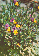 Wild Pansy - Viola Tricolor - Medicinal Plants - 1981 - Russia USSR - Unused - Geneeskrachtige Planten