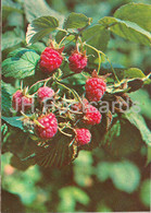 Red Raspberry - Rubus Idaeus - Medicinal Plants - 1981 - Russia USSR - Unused - Geneeskrachtige Planten