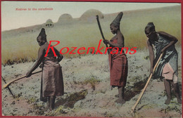 Zuid Afrika South Africa Natives In The Cornfields Ethnic Ethnique Etnisch Tribe Tribal Tribu Afrique CPA - South Africa