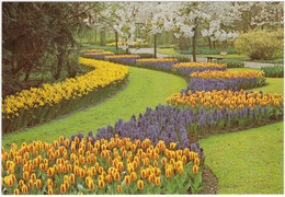 'Keukenhof' - Lisse - Holland - (8203) - Lisse