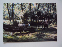 MARAIS  POITEVIN  Transport De Vache En Barque Sur Les Marais Seul Accès D'un  Pâturage à Un Autre. - Poitou-Charentes