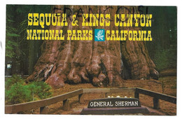 USA.  Californie. Sequoia & Kings Canyon. General Sherman Tree - Kings Canyon