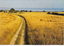 Champ De Céréales Sur La Cote De La Mer Baltique Près De Marias Hagen - Hagenow